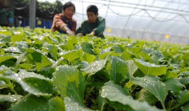 打好2022年农业生产第一仗 青岛即墨区扎实推进春耕工作
